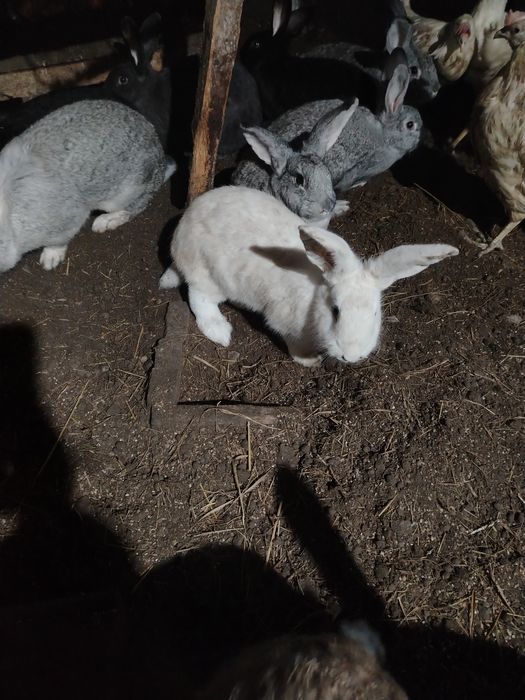 Продам кроликов разных