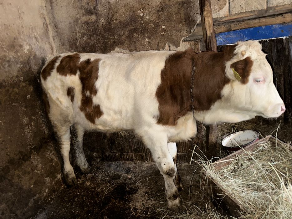 vițel bălțata romaneasca