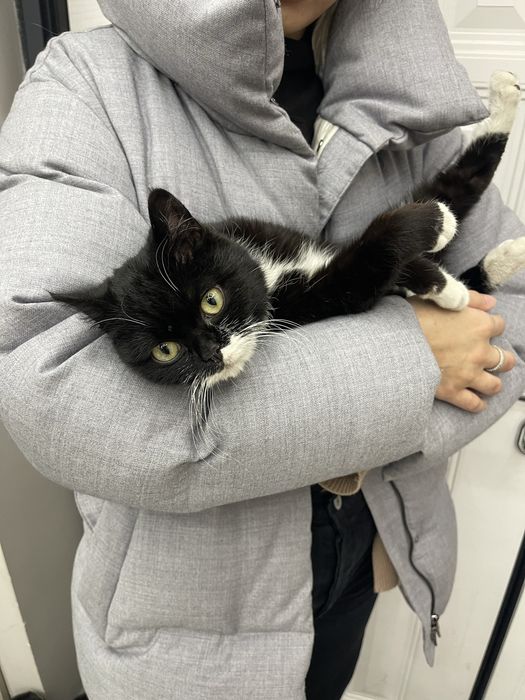 Кошка 6 мес ласковая