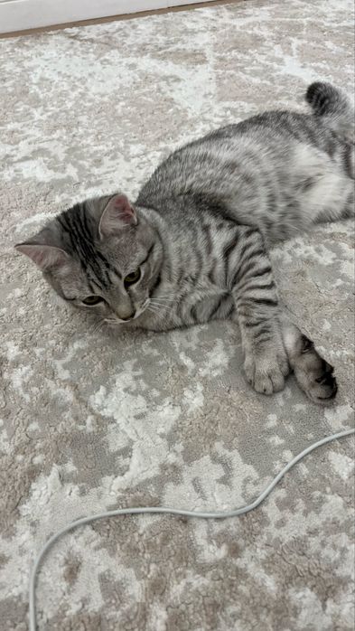 Кот 4 месяца в добрые руки