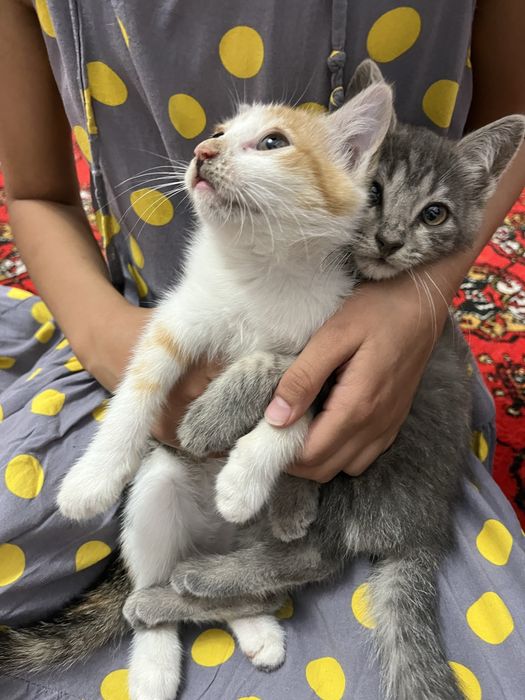 Urganch shahrida ikkita mushuk hadyaga bariladi . Ikki yarim oylik.