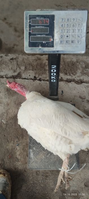 Продаются индюки местной породы,