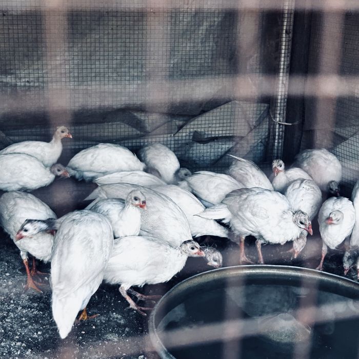 Срочно цесарки продам