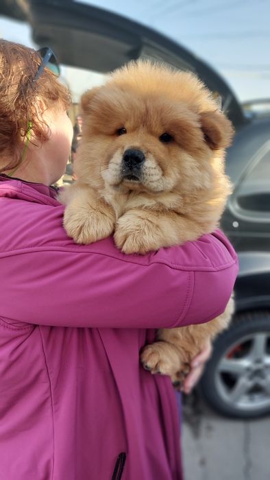 Чау-чау  щенки .