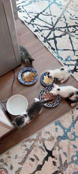 Котята бесплатно