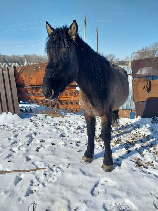 Шамші Қалдаяқов ауылы