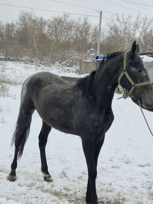 Продам молодова жеребца