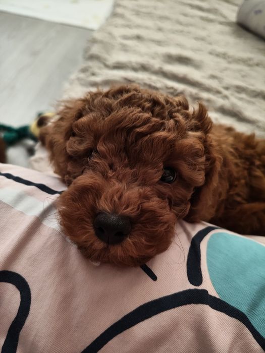 Poodle pitic red