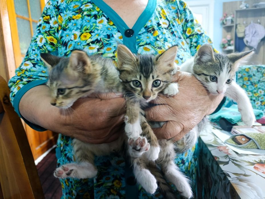 Отдам за даром котят