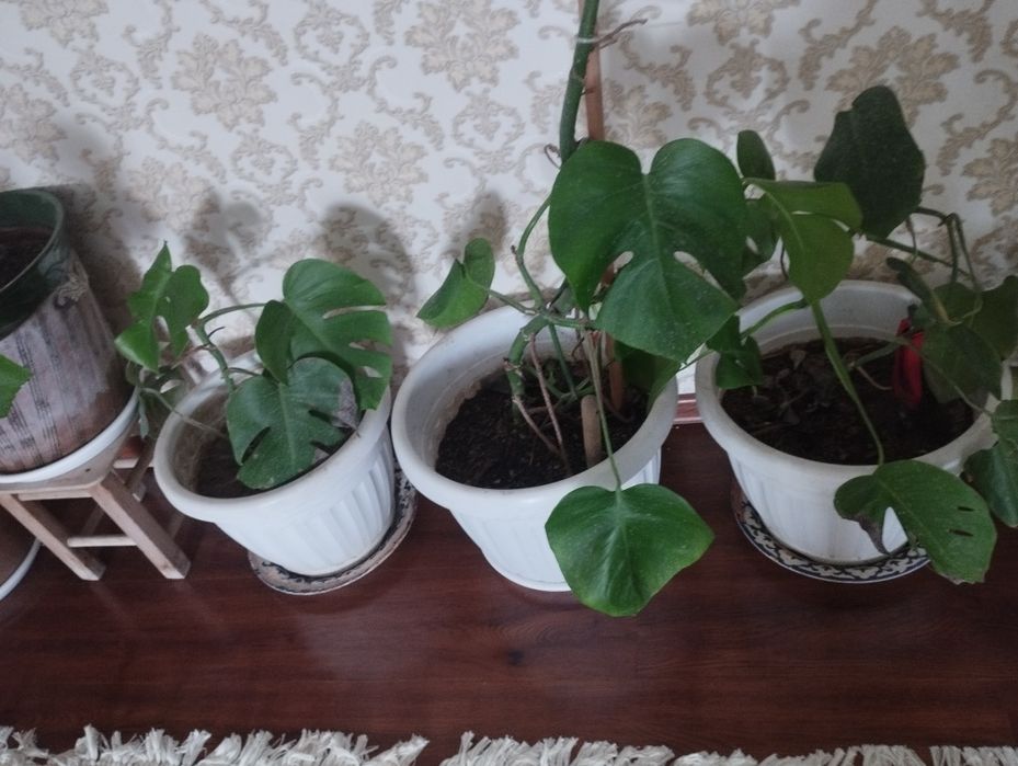 продаётся монстера