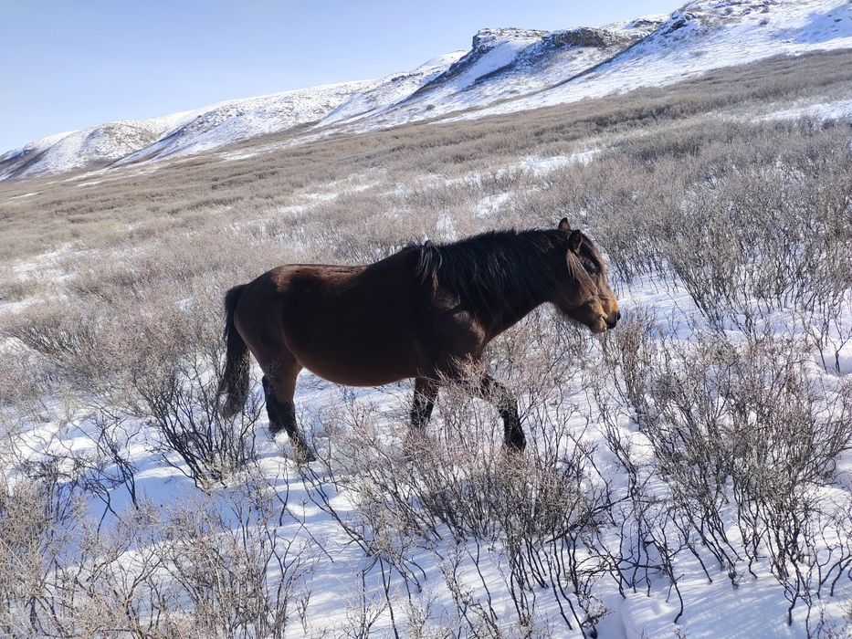 Айгыр мугалжар  жассы 4-5