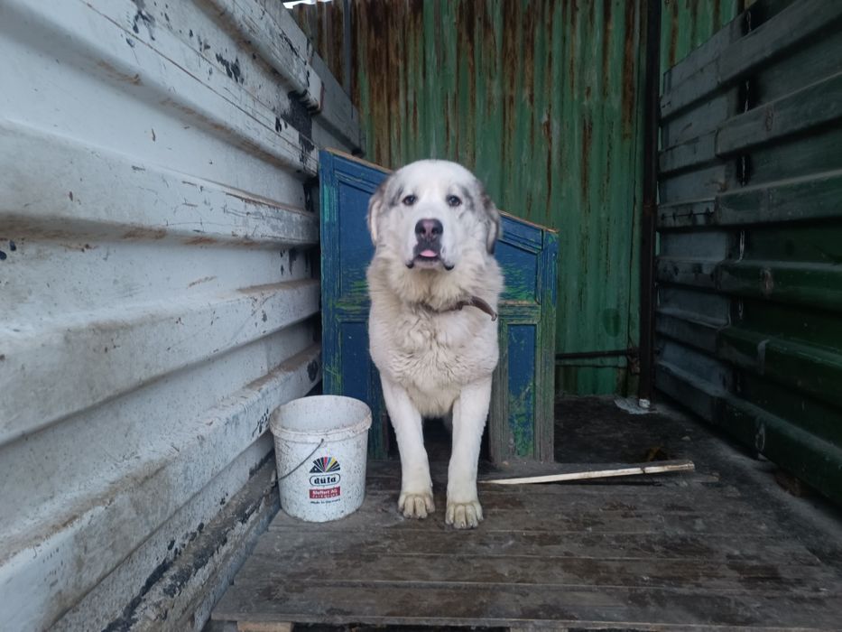 Продаются собаки .порода алабай