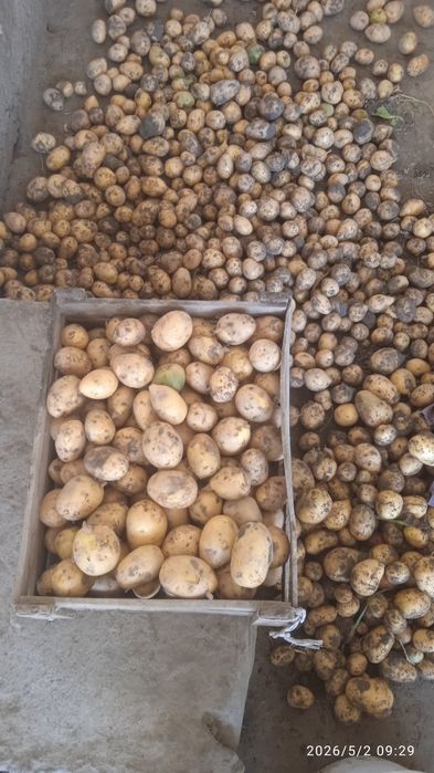 Kartoshka sotiladi
