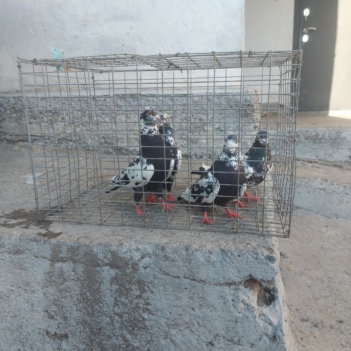 Сочи 2 пара гатовый лет с игрой