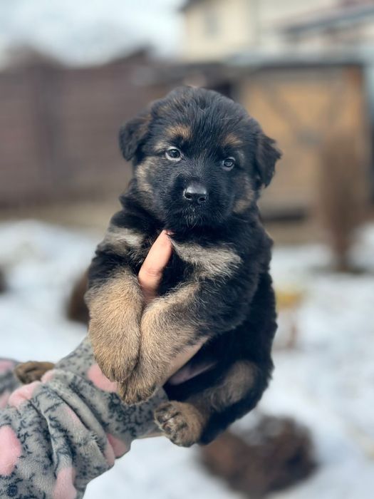 Щенки немецкой овчарки