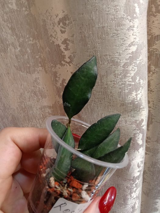 Хойи разных сортов , черенки