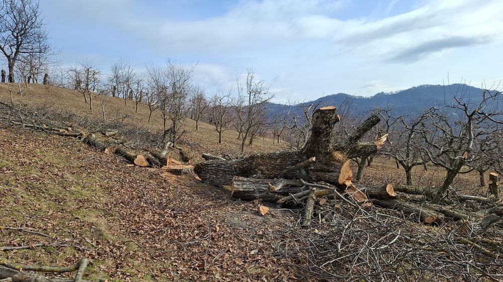 Bustean de nuc si cires pentru blaturi