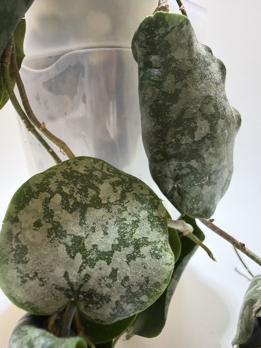 Хойя imbricata silver splash