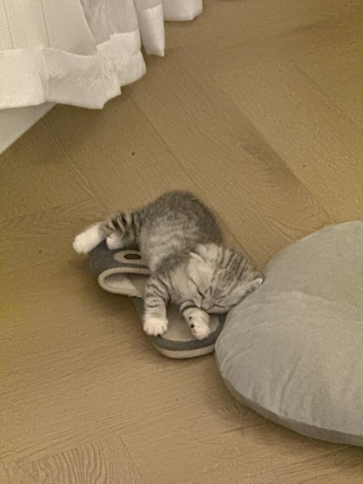 Котенок шотландская вислоухая