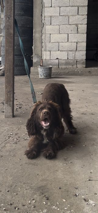 Спаниель мальчик и девочка!!!