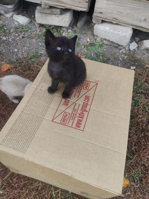 Отдам котят в добрые руки