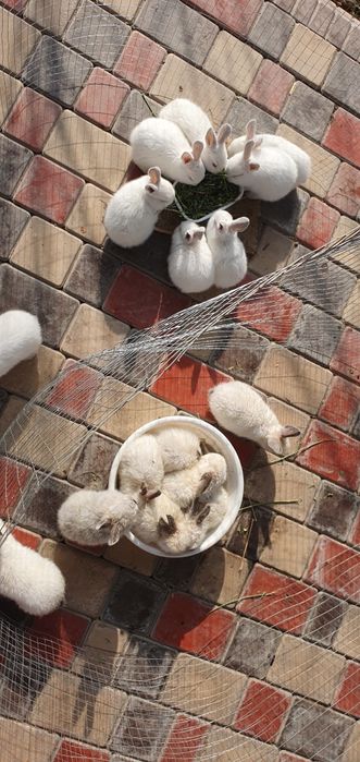 Kaliforniya quyonlar bollari