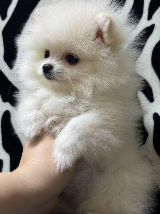 Шикарные шпицы мишки