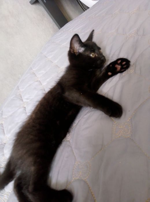 Черный котенок даром