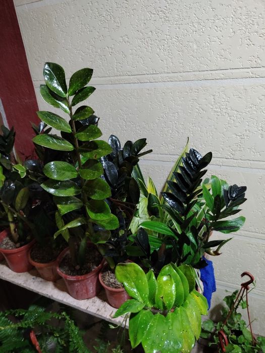 Замиокулькас, комнатные растения, цветы, гуллар