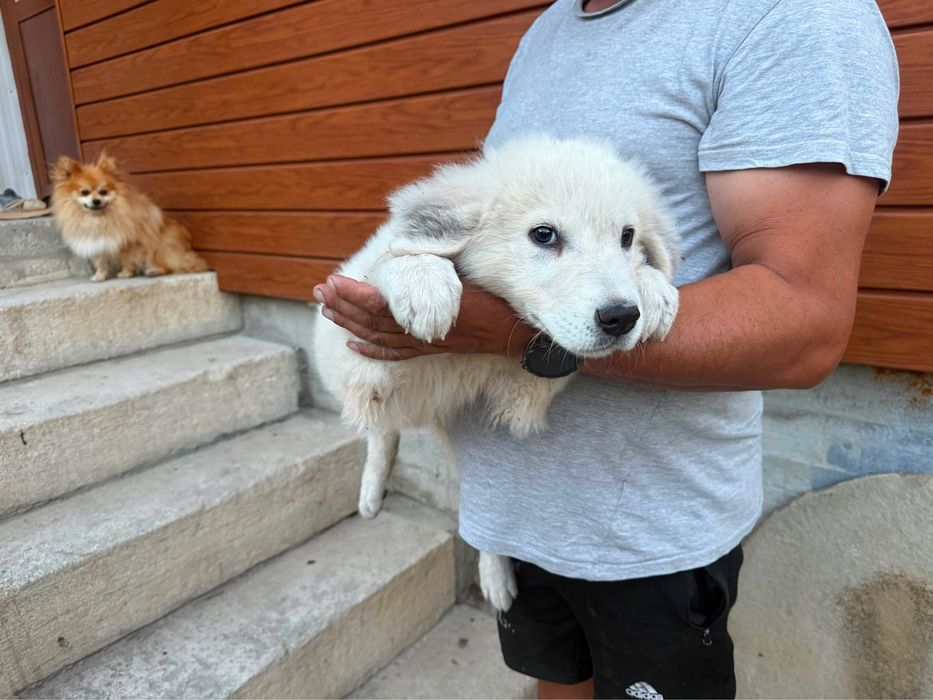 Продавам Кученца (Алабай)