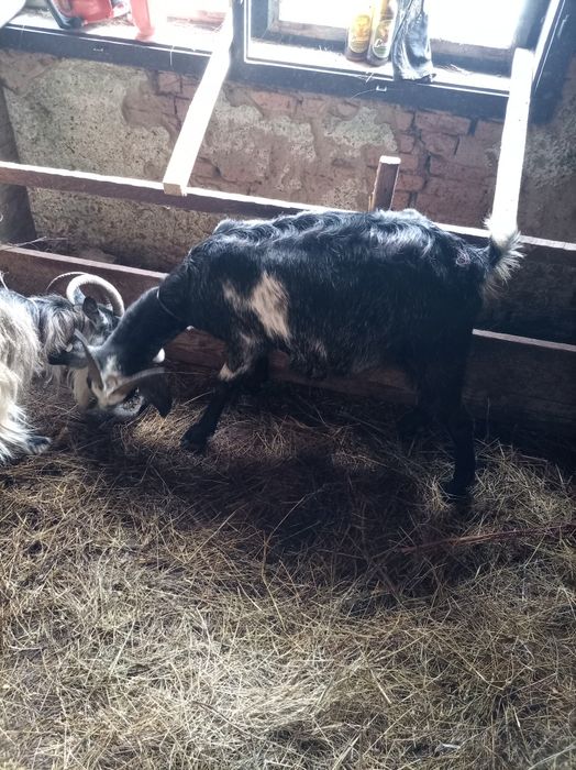 Vând 5 capre tinere