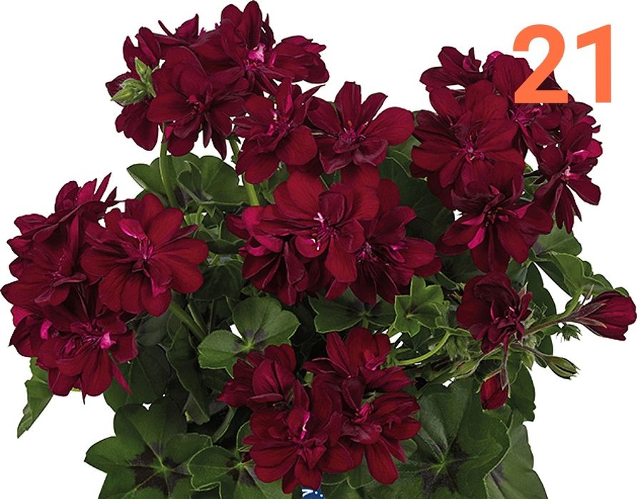 Нискостеблено мушкато -2.50€