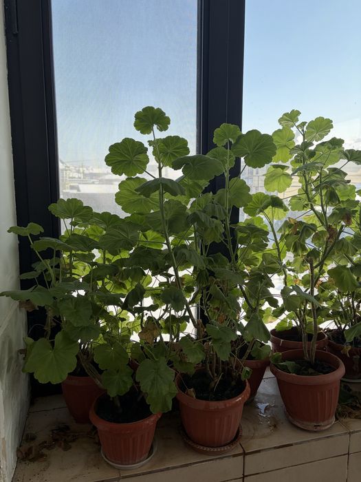 цветы комнатные разные