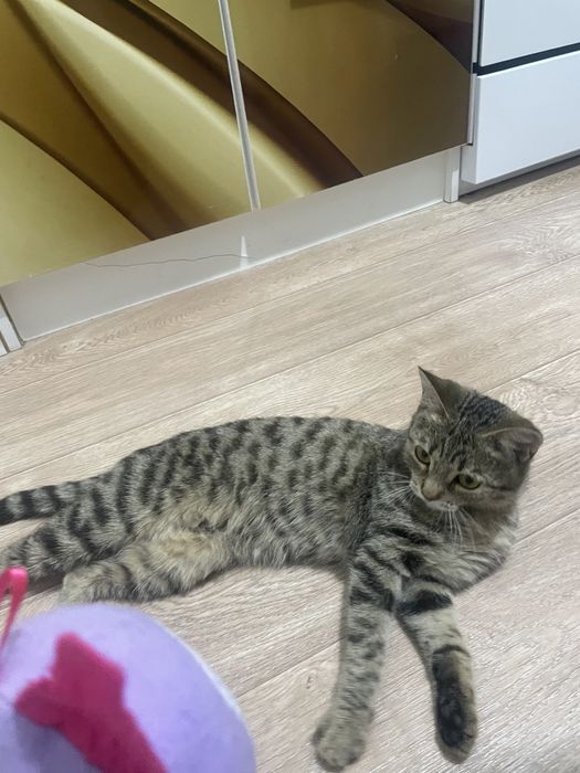 Котенок приченный