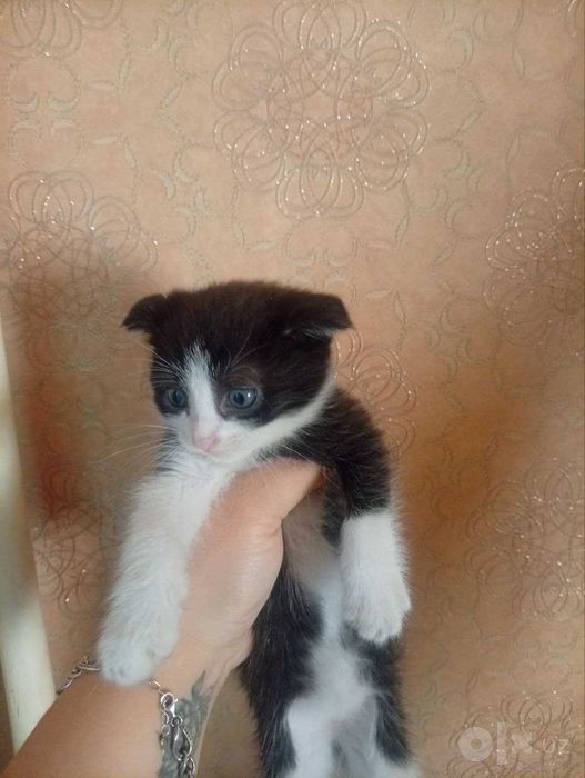 Отдам даром котят