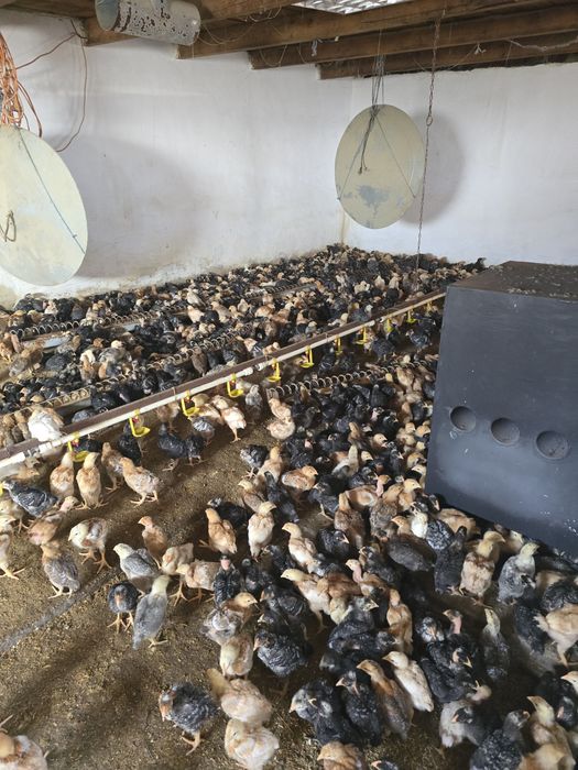 Pui rasa mixta calitate superioara