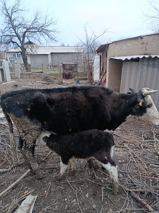 Бұзаулы сиыр 4ші тумасы