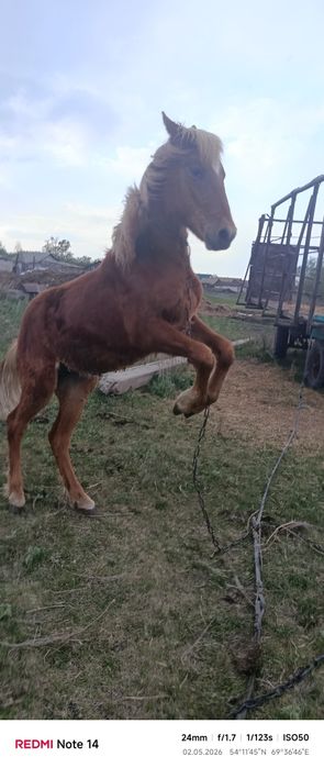 Продам лошадь  1 год