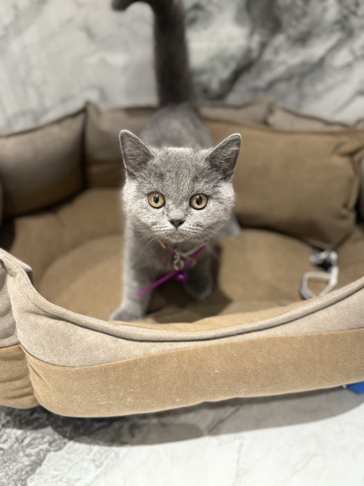 Scottish strait mushuk sotiladi.