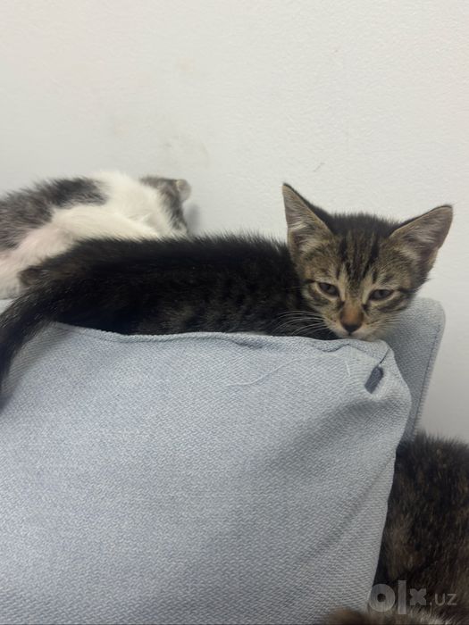 Отдам котят в хорошие руки