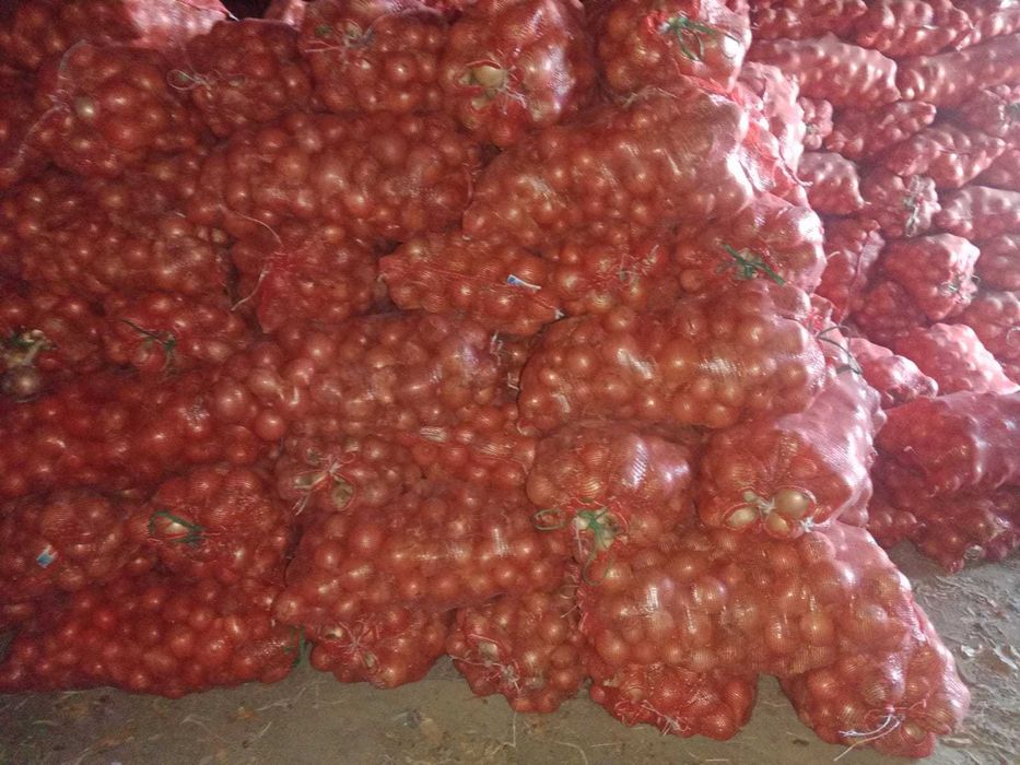 Лук крупный-калибровка 5-12 mm