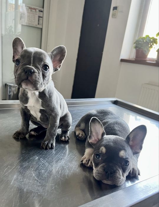 Bulldog Francez