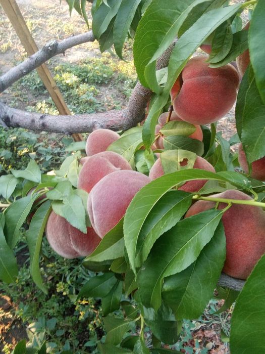 Продавам праскови