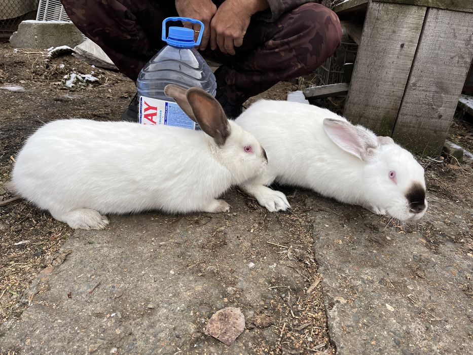Продам кролика, осталась только девочка