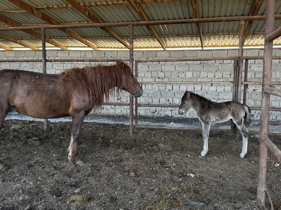 Құлынды бие сауын