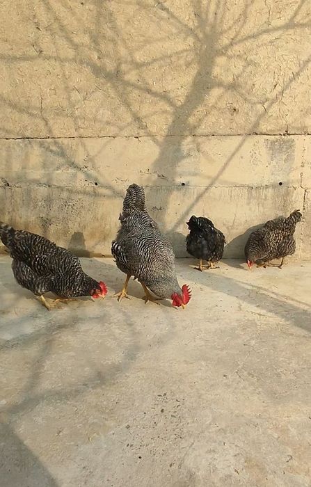 Пиламитрок Амрокс тухумларига заказ оламиз