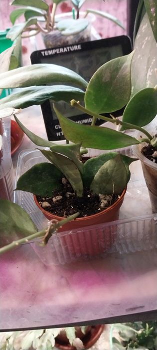 Продам цветок хойя