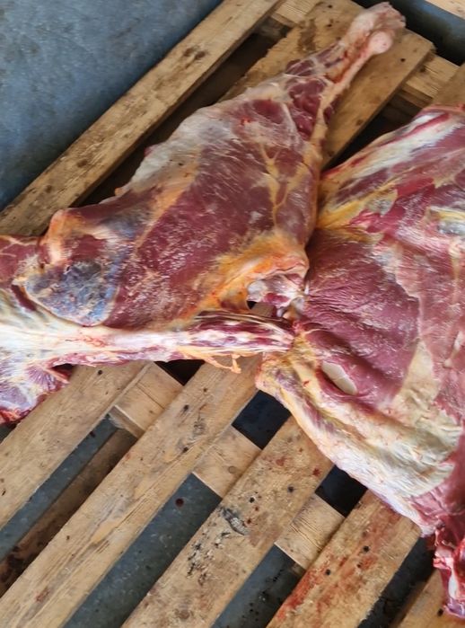 Закупаем мясо крс корова сиыр
