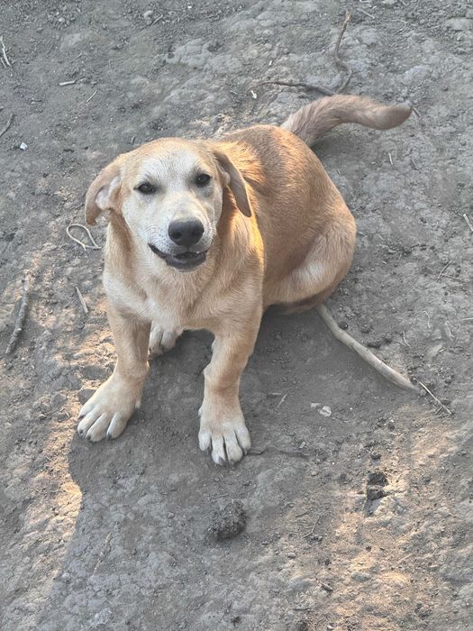 Подарявам кучета спешно в чудесно здраве с ваксини