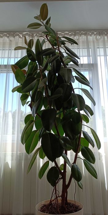 Kroton, filodendron, ficus peste 1 m înălțime